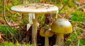 Ovo su najotrovnije gljive kod nas: Kako ih prepoznati i koji su simptomi trovanja