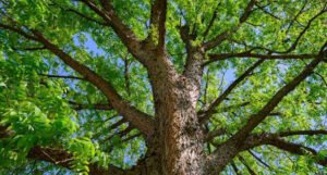 Grad Mostar nominirao tri stabla za “Stablo godine”, glasanje kreće sutra