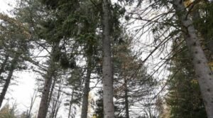 Četinarske šume mogle bi biti naredna “tempirana bomba” za daljnje zagrijavanje planete