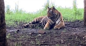 Ugrožena populacija tigrova u Indiji se uveliko oporavlja