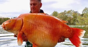 Uhvatio zlatnu “ribicu” tešku više od 30 kilograma: “Znao sam da je u jezeru”