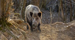 Preko “suhe međe” iz BiH ušao u Hrvatsku i ubio divlju svinju, policija ga zatekla i uhapsila