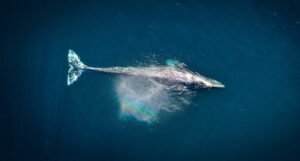 Plavi kitovi svakodnevno pojedu skoro 44 kilograma mikroplastike