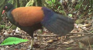 Naučnici objavili snimak ptice koja nije viđena više od 140 godina