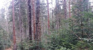 I to je moguće u BiH: Zbog jednog spora osušilo se 8.000 kubika šume