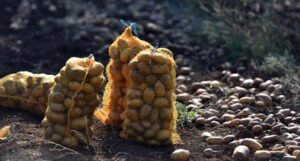 Vlada KS otkupljuje viškove krompira, plaćaju 1 KM po kilogramu