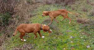 U Hercegovini spašeni psi koji su “zaglavili” u kanjonu na litici