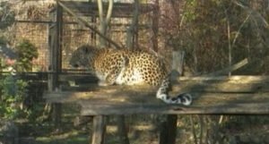 U zoo vrtu u Srbiji odbjegli piton ubio majmunicu, a leopard svoju ženku