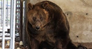 Posljednji “medvjed iz restorana” oslobođen iz kaveza, stigao je u utočište