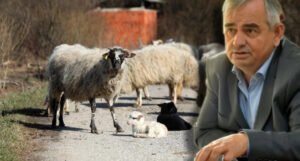 Krivična protiv Berila već dvije godine u ladici: Ovce njegove supruge miljenice budžetskih podsticaja