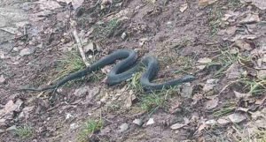 Usred januara: Ogromna crna zmija se pojavila nakon obilnih kiša i poplava