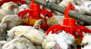 U Češkoj moraju uništiti 220.000 kokoški kako bi spriječili širenje zaraze