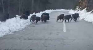 Radnici snimili kako krdo od 11 divljih svinja prelazi preko ceste