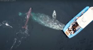 Fascinantan prizor: Ženka kita pred ljudima donijela na svijet mladunče