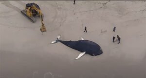 Ogroman kit se nasukao na obali New Yorka, za naučnike je slučaj misteriozan