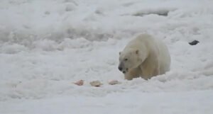 Polarni medvjed ušao u selo i ubio ženu i dijete