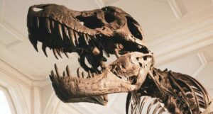 Pronađen gotovo metar dugačak otisak stopala divovskog dinosaurusa