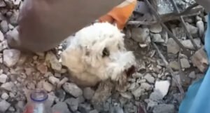 Psić 60 sati bio zarobljen u ruševinama u Turskoj, objavljen snimak spašavanja