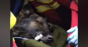 Potražni pas stradao spašavajući ljude u Turskoj: “Hvala ti na tvom herojskom radu!”