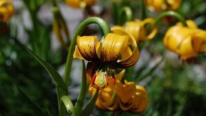 Čak 30 posto endemske flore Balkana sadržano u flori Bosne i Hercegovine