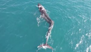 Snimljen ogroman kit neobičnog oblika, otkriveno je od čega boluje