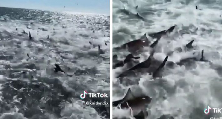 Nevjerovatan prizor: Snimljeno ogromno jato morskih pasa