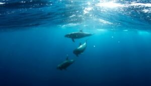Više od 400 nasukanih delfina pronađeno na francuskoj obali tokom prošle sedmice