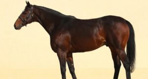 Kadirovu ukraden konj vrijedan 20.000 dolara, on za sve okrivio Zapad