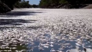 Hiljade mrtvih riba isplivale na površinu rijeke u Australiji