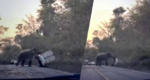 Samo jedan vozač nije pustio slona da pređe ulicu, uslijedila je osveta