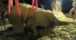 Slonica Noor Jehan leži teško bolesna u zoo vrtu  nakon pada u jezerce