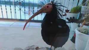 Udruga Biom: Ćelavi ibis je uginuo od tupe traume na zatiljku glave, ne od moždanog