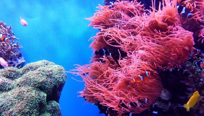 Na Galapagosu otkriven novi koralni greben