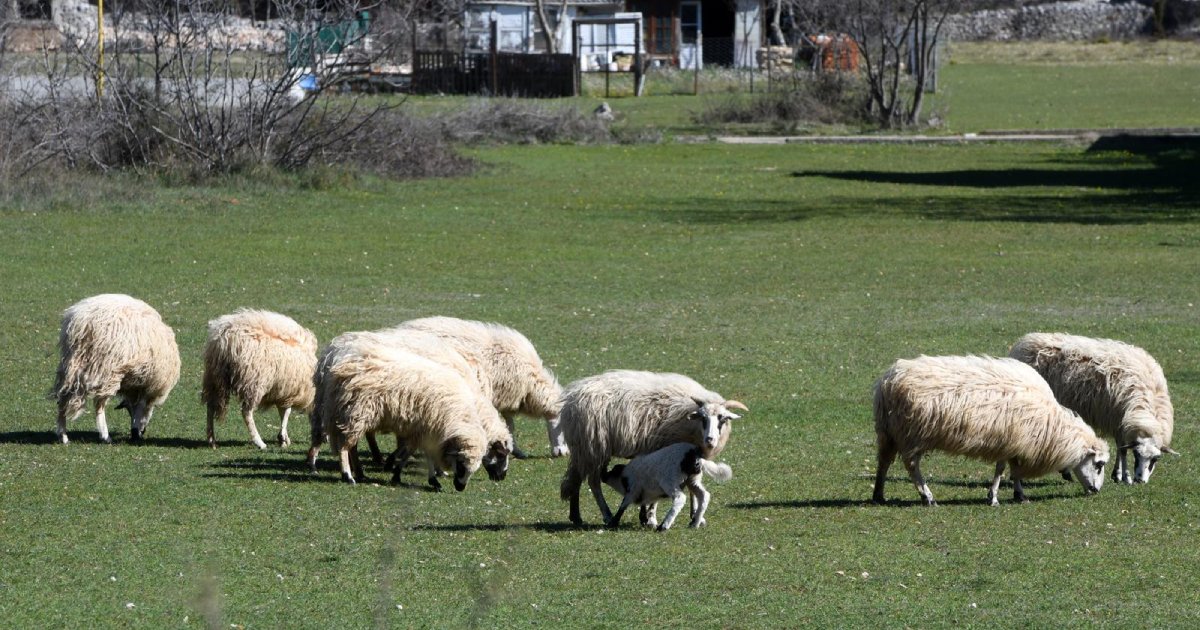Čopor pasa lutalica napravio pokolj Mujaginih ovaca, iz općine kažu – nisu nadležni