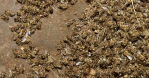 Uginuli milioni pčela, otkriveno ko je izazvao pomor: “Možete ih lopatama skupljati”