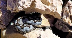 Najotrovnija i najopasnija europska zmija snimljena u Hrvatskoj