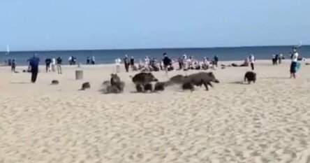 Panika: Horda divljih svinja uletila među ljude na plaži
