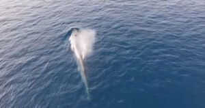 Jato kitova snimljeno u Jadranskom moru