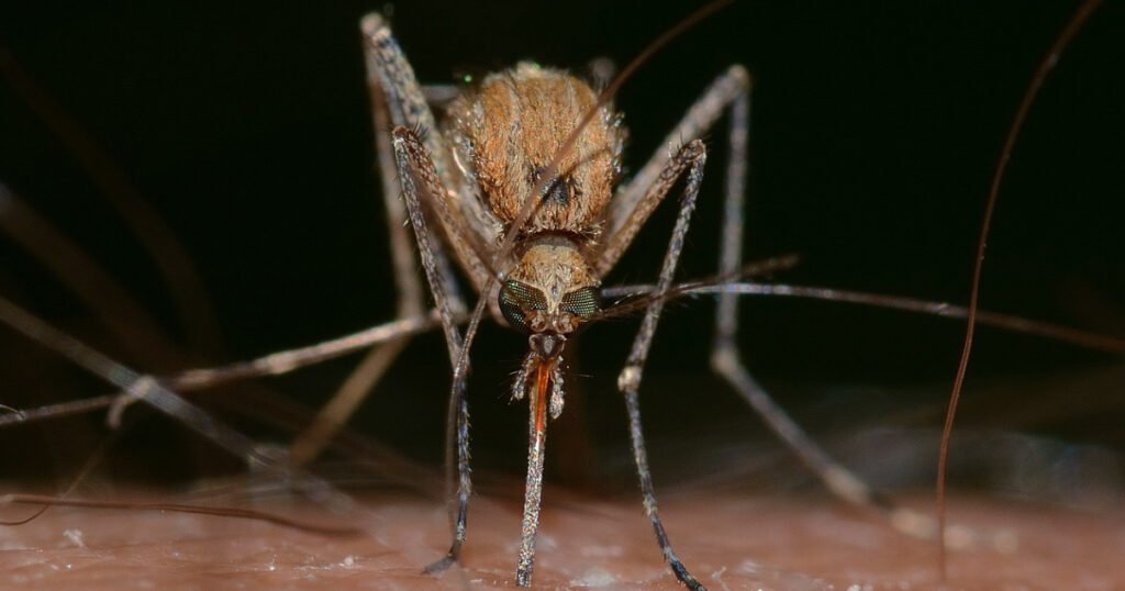 U Evropi sve više komaraca koji prenose opasne bolesti