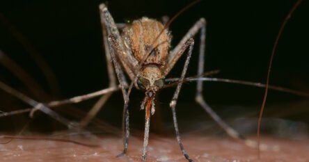 Koju krvnu grupu komarci najviše “vole”?