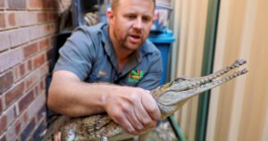 Našli krokodila u dvorištu, 2.500 kilometara od staništa