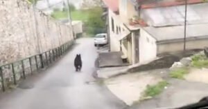 Medvjed hodao ulicama Sarajeva: “Trenutno smo ga izgubili, ali je izašao iz naselja”