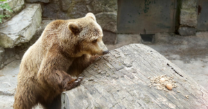 Aktivisti za prava životinja traže hitno oslobađanje ženke medvjeda