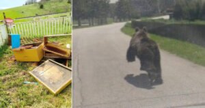 Medvjedi uništavaju pčelinjake, stradalo na desetine košnica