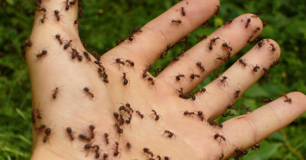 Riješite se mrava bez upotrebe hemikalija, potrebna su vam dva sastojka