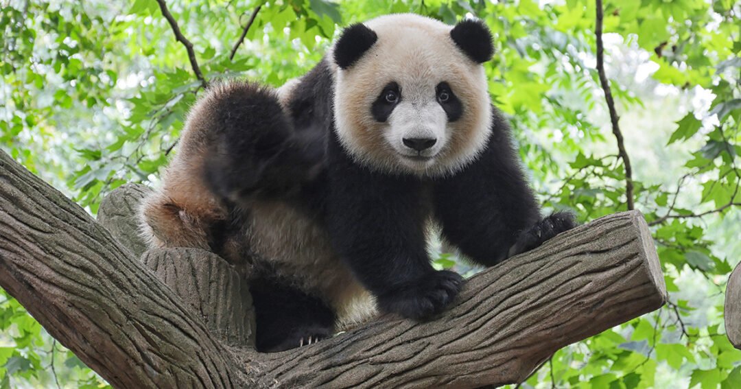 panda životinje