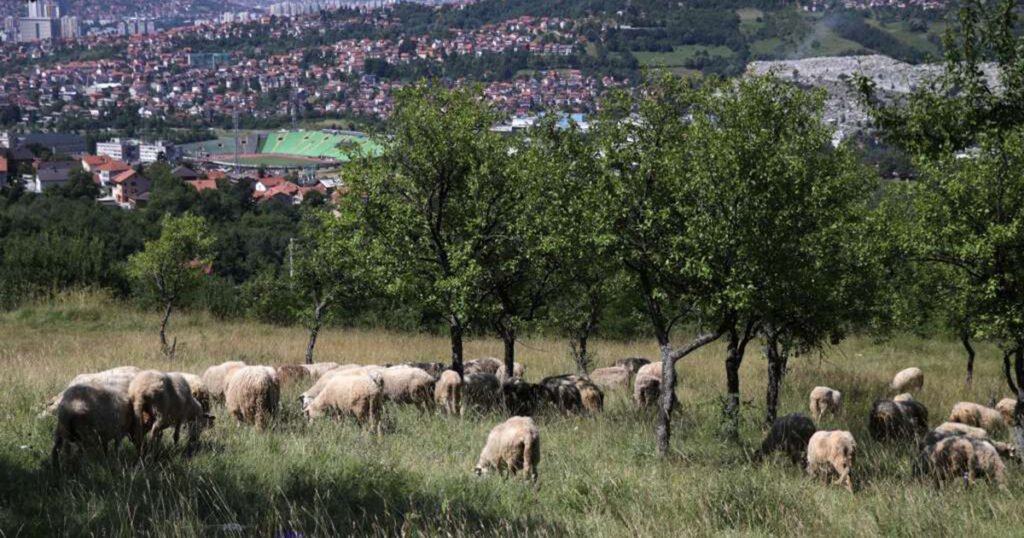 Crveni križ Kantona Sarajevo organizuje akciju prikupljanja kurbanskog mesa