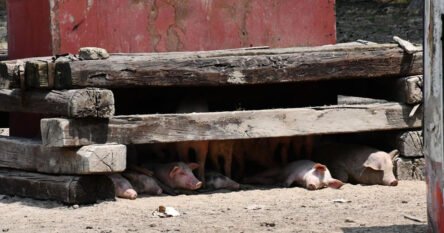 Potvrđen prvi slučaj afričke svinjske kuge u historiji Bosne i Hercegovine
