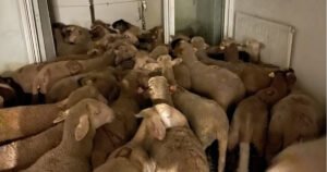 Policija u stanu pronašla 40 ovaca