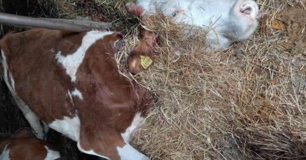 Struja ubila sedam krava, telad ostala bez mlijeka